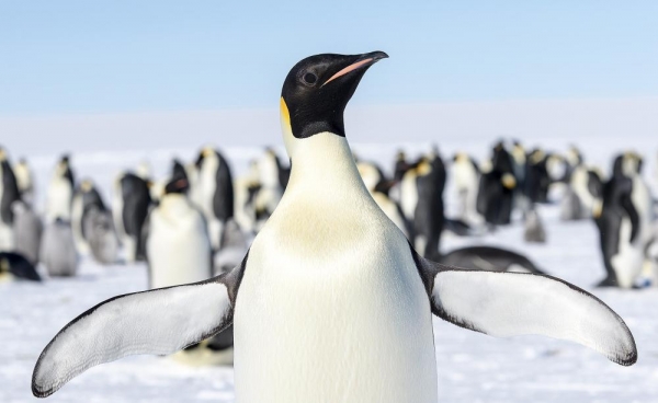 17 birds to show the way to achieve the Sustainable Development Goals