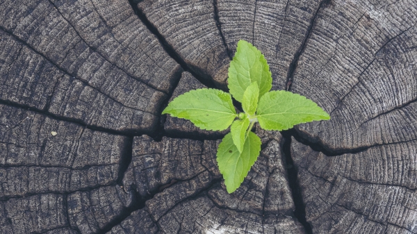 Climate change and the educational tools of the GET UP AND GOALS! Project
